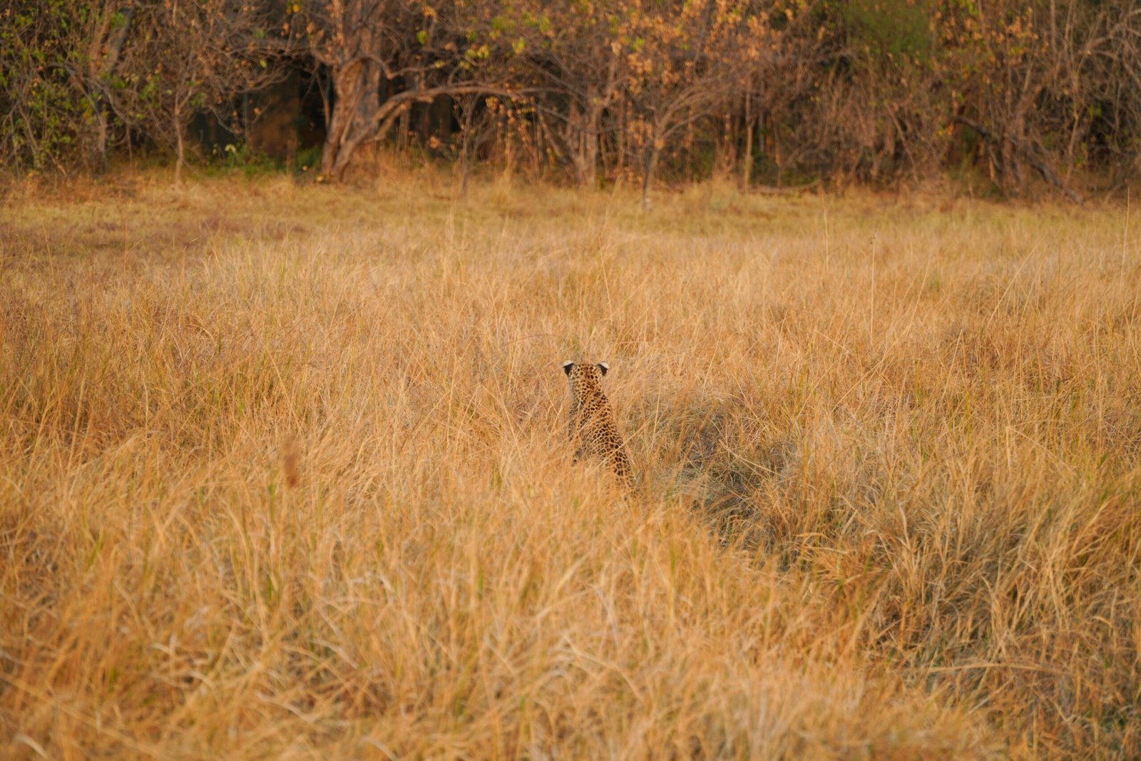 brown and black giraffe on brown grass field during daytime