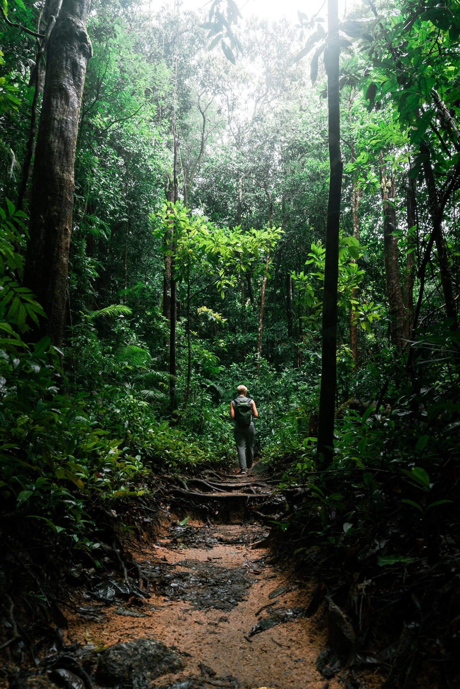 person walking in forest